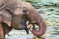 Asian or Asiatic elephant Elephas maximus eating water lily in Yala national park, Sri Lanka