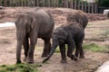 Asian, Asiatic, Indian Elephant with Baby Calf