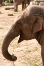 Asian, Asiatic, Indian Elephant Eating