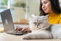 Asian attractive business woman typing on laptop and look at her cat. Young beautiful female office worker sit on table, feel