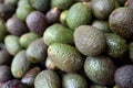 Asian Avocado fruit