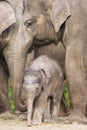 Asian baby elephant Royalty Free Stock Photo