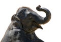 Asian baby elephant. Royalty Free Stock Photo