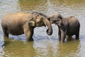 Asian baby elephant hug mother with trunk, lowe Royalty Free Stock Photo