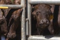 Asian baby murrah buffalo or water buffalo in stables at local dairy farm. agriculture and farming concept Royalty Free Stock Photo