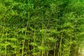 Asian bamboo forest background in Korea Royalty Free Stock Photo