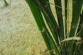 Asian Bamboo forest. Royalty Free Stock Photo