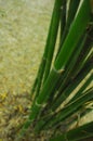 Asian Bamboo forest. Royalty Free Stock Photo