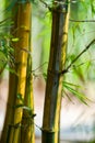 Asian Bamboo forest with sunlight