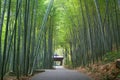 Asian bamboo garden