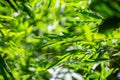 Asian bamboo leaves, Green leaf on blurred greenery background. Beautiful leaf texture in sunlight. Natural green background Royalty Free Stock Photo