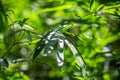 Asian bamboo leaves, Green leaf on blurred greenery background. Beautiful leaf texture in sunlight. Natural green background Royalty Free Stock Photo