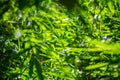 Asian bamboo leaves, Green leaf on blurred greenery background. Beautiful leaf texture in sunlight. Natural green background Royalty Free Stock Photo