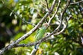 Moustached Barbet