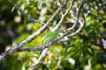 Moustached Barbet