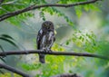 Asian barred owelet a medium sized rotund owl.