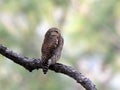 Asian barred owl