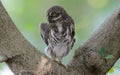 Asian Barred Owlet