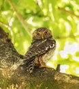 Asian barred owlet Owl
