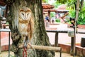 Asian barred owlet pet standind sleep on branch tree Royalty Free Stock Photo