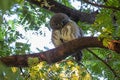 Asian Barred Owlet is a small bird.