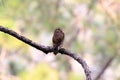 Asian barred owl