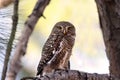 Asian barred owl