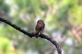 Asian barred owl