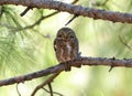 Asian barred owl