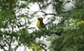 Asian Baya Weaver - The baya weaver is a weaverbird found across the India