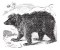 Asian bear Ursus labiatus, vintage engraving