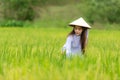 Asian beautiful women farmer harvesting green rice fields on terraced in Thailand. Royalty Free Stock Photo