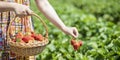 Asian beautiful woman is picking strawberry in the fruit garden on a sunny day. Fresh ripe organic strawberries in a wooden basket