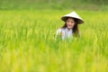 Asian beautiful women farmer harvesting green rice fields on terraced in Thailand. Royalty Free Stock Photo