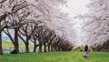 Asian beautiful young woman walking in green grass garden with sakura and cherry blooming tree landscape background.Concept of Royalty Free Stock Photo