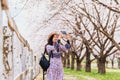 Asian beautiful young woman walking and take photo in green grass garden with sakura and cherry blooming tree landscape background Royalty Free Stock Photo