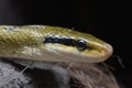 Asian Beauty Snake (Elaphe Taenuira)