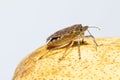 Asian bedbug over a ripe yellow pear Royalty Free Stock Photo