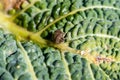 Asian brown bedbug on vegetables Royalty Free Stock Photo