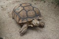 An Asian tortoise on the sand