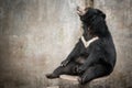 Asian black bear, asiatic black bear (selenarctos thibetanus) Royalty Free Stock Photo