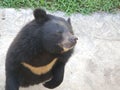 Asian black bear are black and have a light brown muzzle
