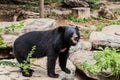 Asian Black bear with chest The V shape is white wool / Close up Asiatic black bear relax in the summer time Royalty Free Stock Photo