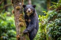 Asian black bear climbs mossy tree in lush forest Royalty Free Stock Photo