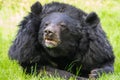 Ázijský čierny medveď 