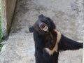 Asian black bear are black and have a light brown muzzle