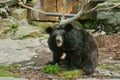 Asian Black Bear Royalty Free Stock Photo