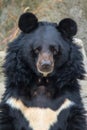 Asian black bear portrait Royalty Free Stock Photo