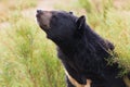 Asian Black Bear portrait Royalty Free Stock Photo