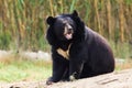 Asian Black Bear roaring Royalty Free Stock Photo